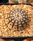 Gymnocalycium ragonesei - Vivid Root