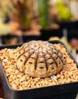 Gymnocalycium ragonesei - Vivid Root