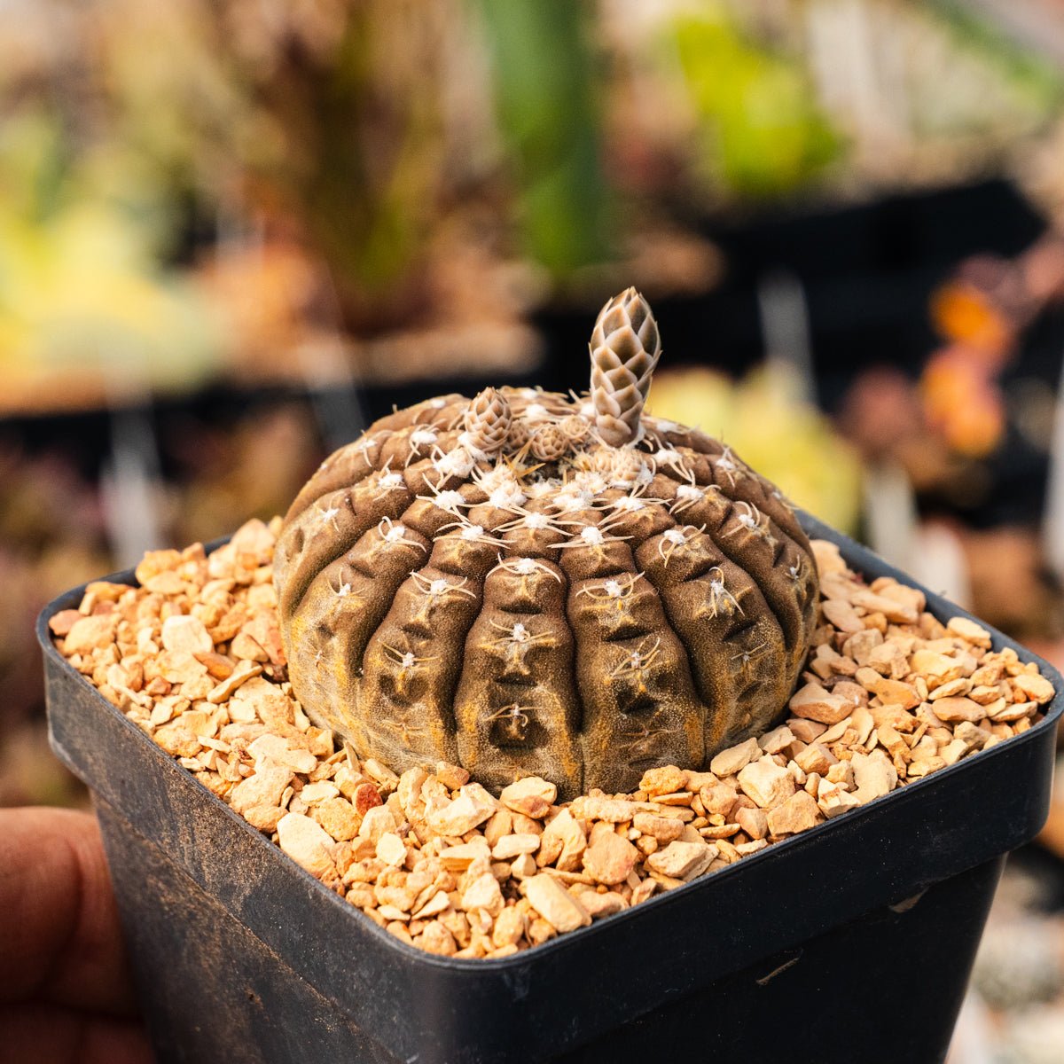 Gymnocalycium ragonesei - Vivid Root