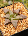 Haworthia 'Andromeda' - Vivid Root