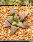 Haworthia 'Andromeda' - Vivid Root