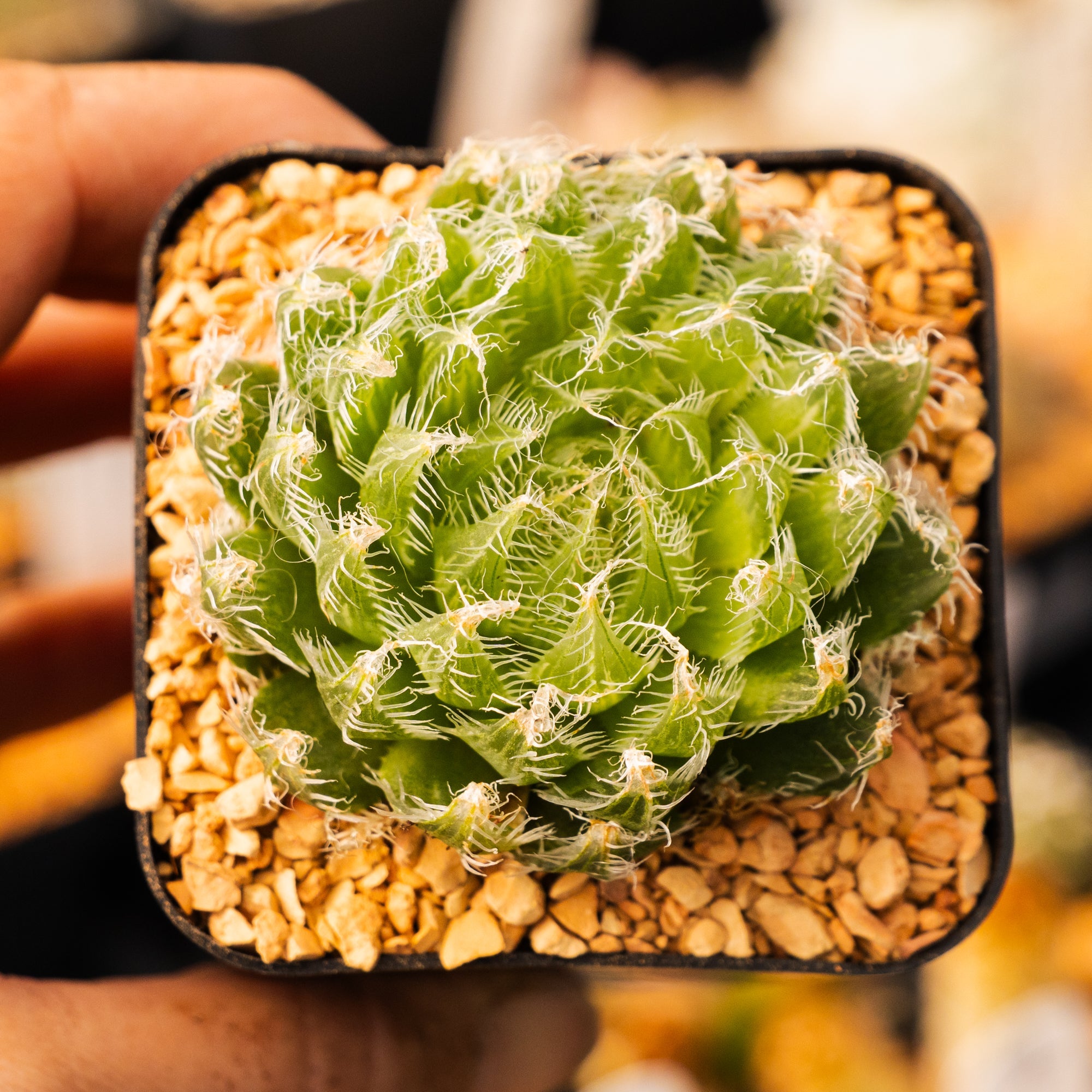 Haworthia arachnoidea 'tretyrensis sandpoort' - Vivid Root