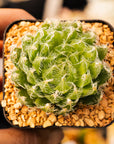 Haworthia arachnoidea 'tretyrensis sandpoort' - Vivid Root