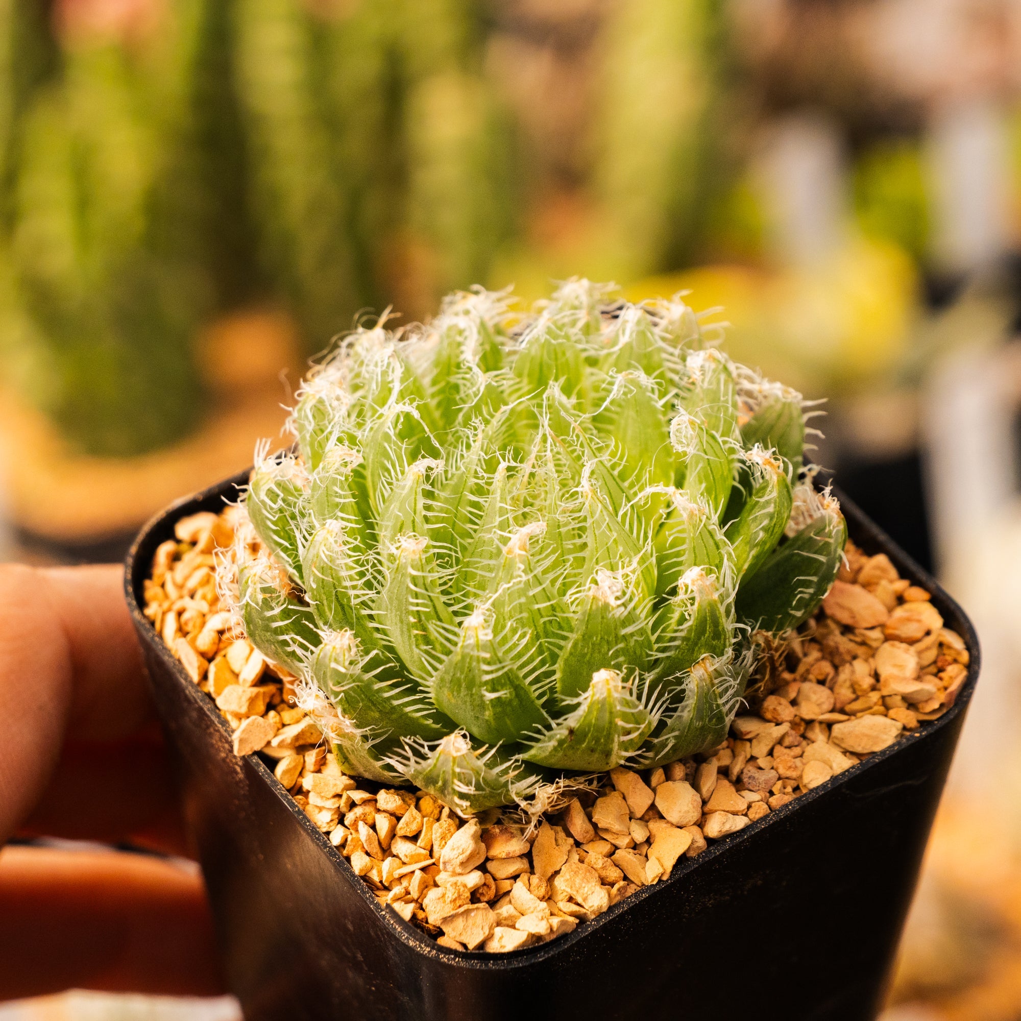 Haworthia arachnoidea 'tretyrensis sandpoort' - Vivid Root
