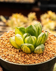 Haworthia cymbiformis f. variegata - Vivid Root