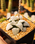 Haworthia emelyae 'Blue' - Vivid Root