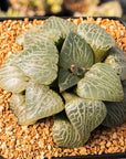 Haworthia emelyae var comptoniana 'Crystal 101' - Vivid Root