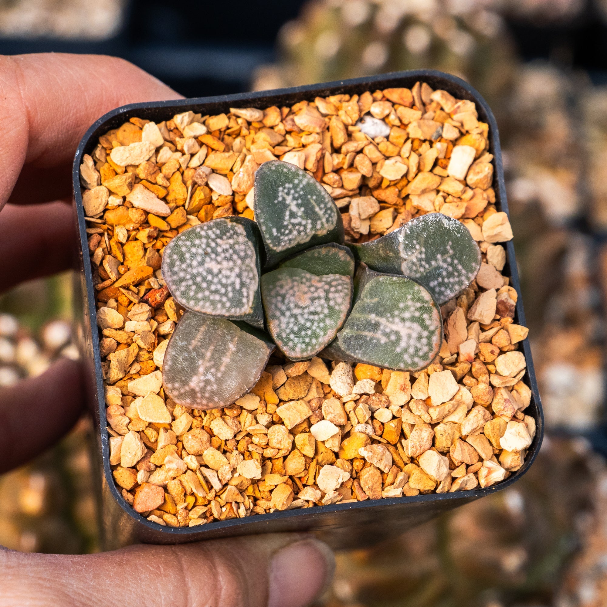 Haworthia groenwaldii - Vivid Root