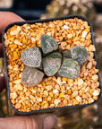 Haworthia groenwaldii - Vivid Root