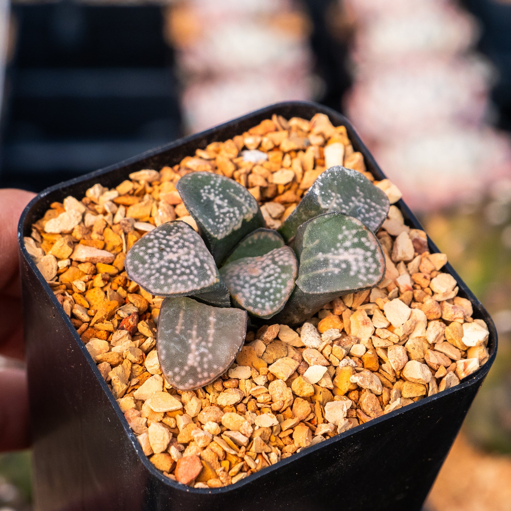 Haworthia groenwaldii - Vivid Root