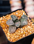 Haworthia groenwaldii - Vivid Root