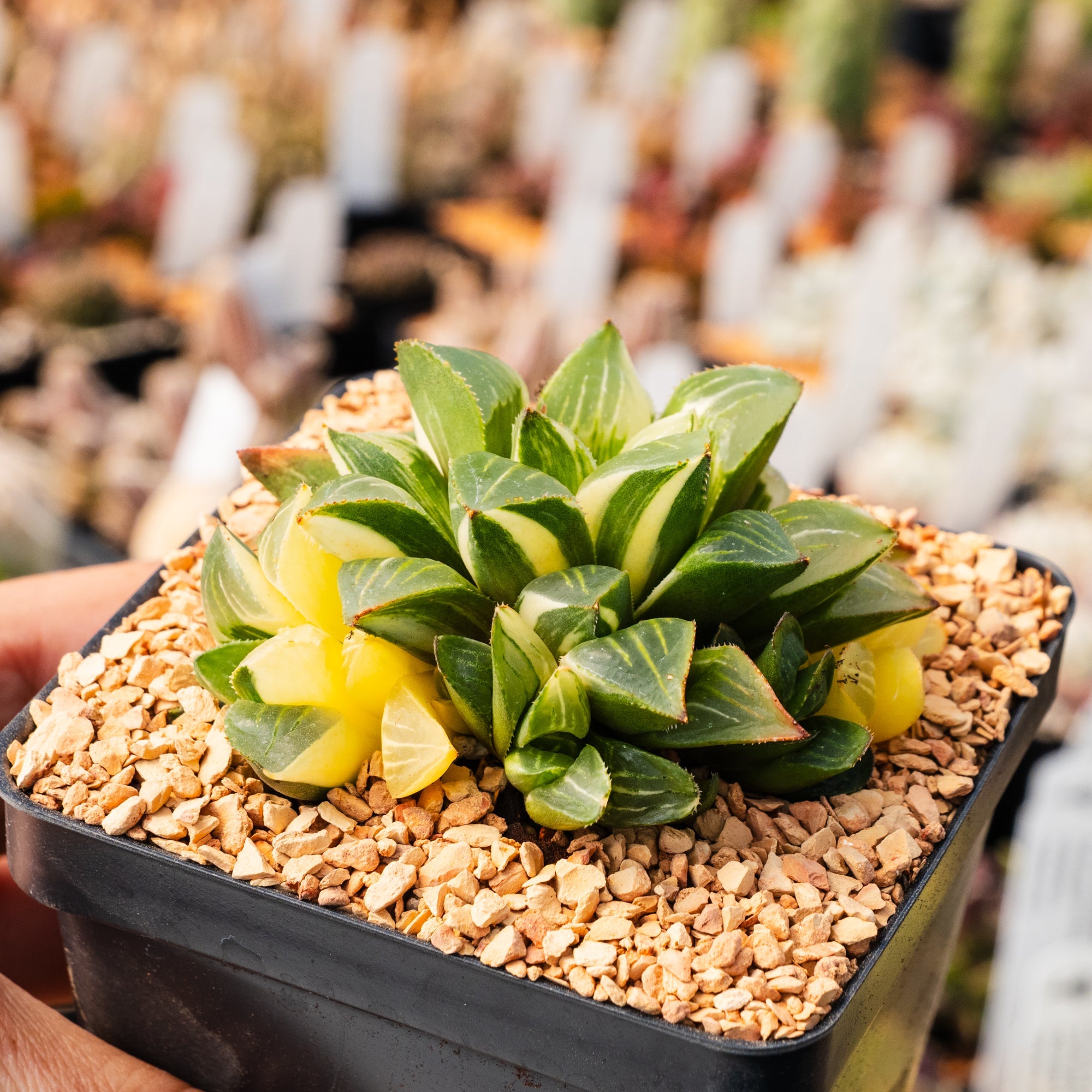 Haworthia heidelbergensis f. variegata - Vivid Root