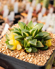 Haworthia heidelbergensis f. variegata - Vivid Root