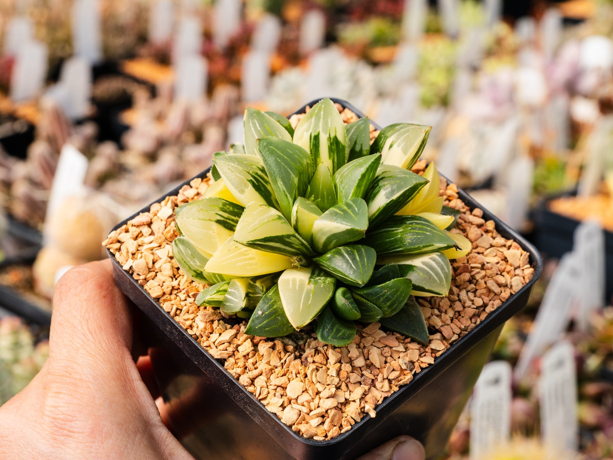 Haworthia heidelbergensis f. variegata - Vivid Root