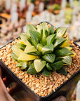 Haworthia heidelbergensis f. variegata - Vivid Root