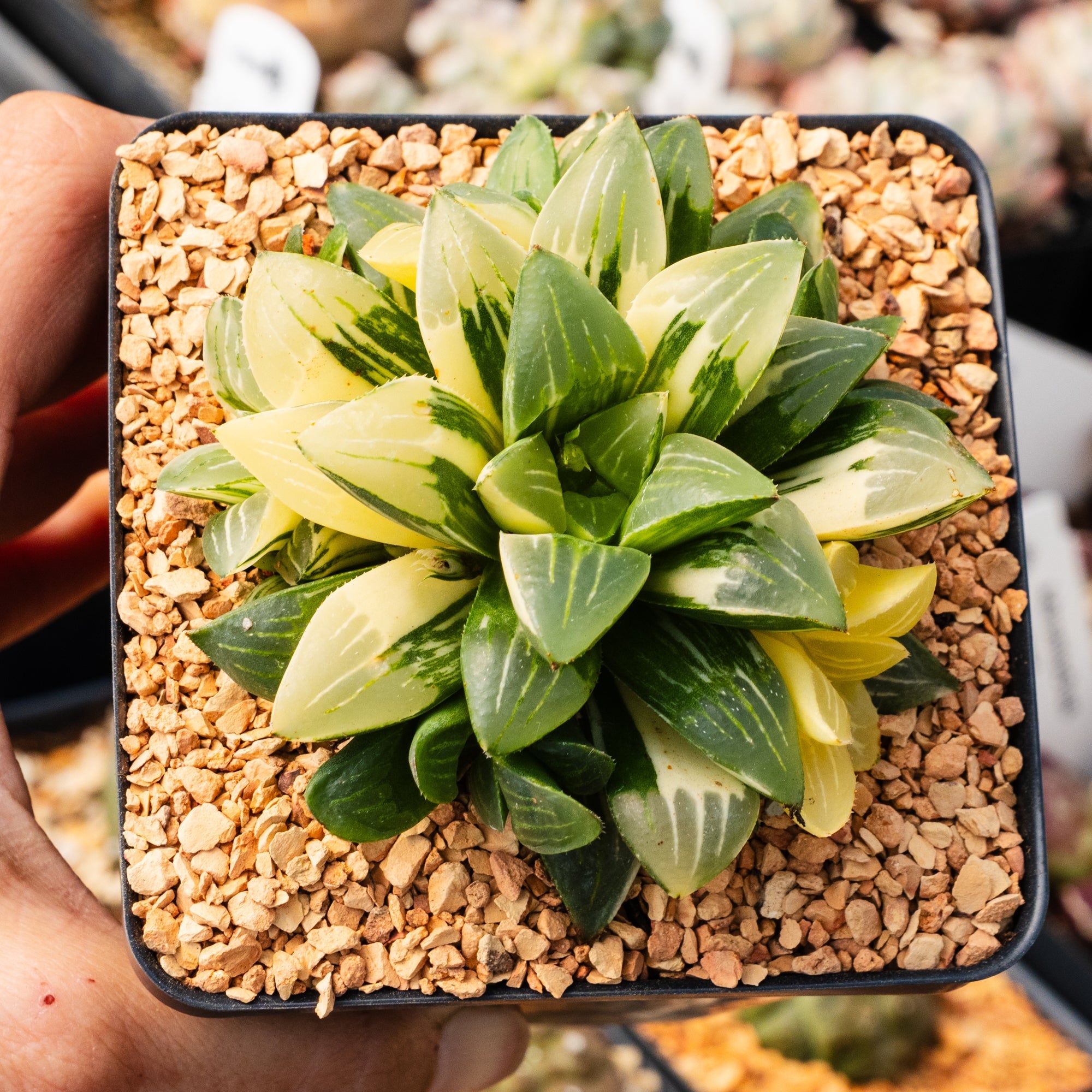 Haworthia heidelbergensis f. variegata - Vivid Root