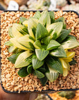 Haworthia heidelbergensis f. variegata - Vivid Root