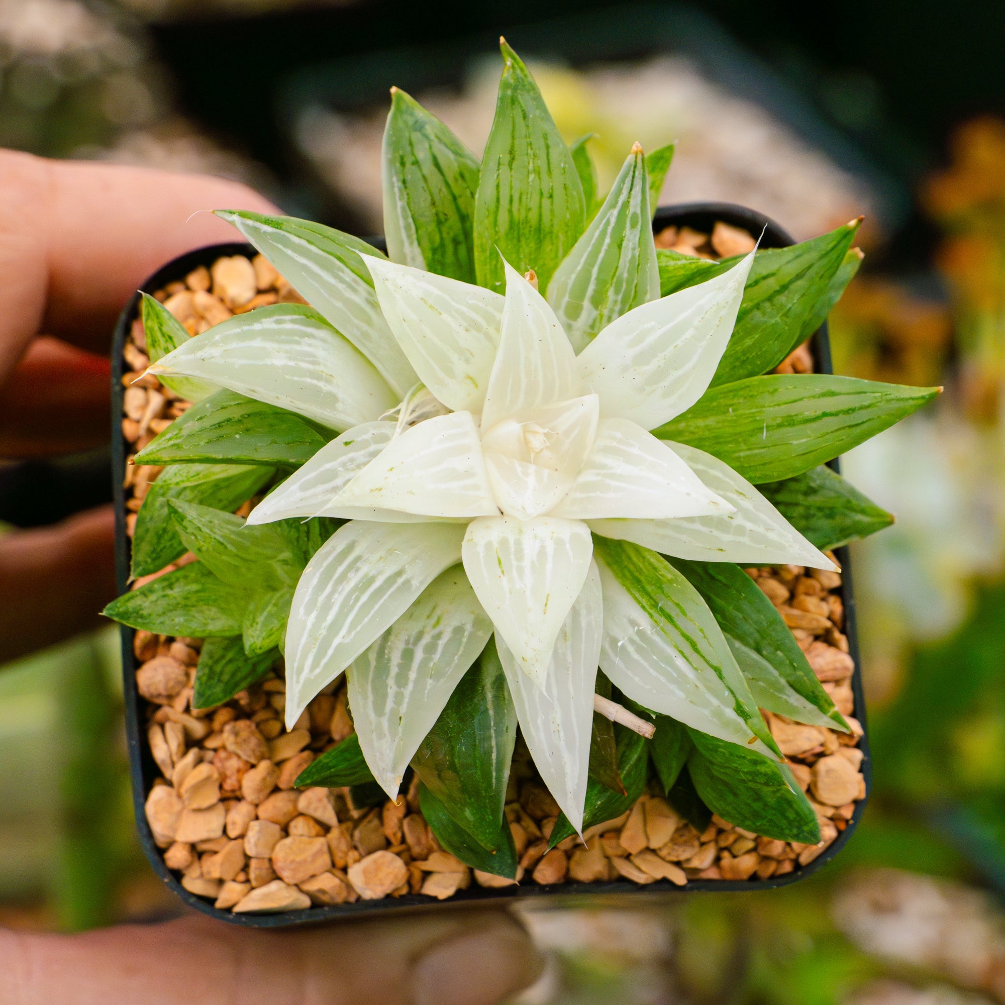 Haworthia 'Ice Kurozato' variegated - Vivid Root