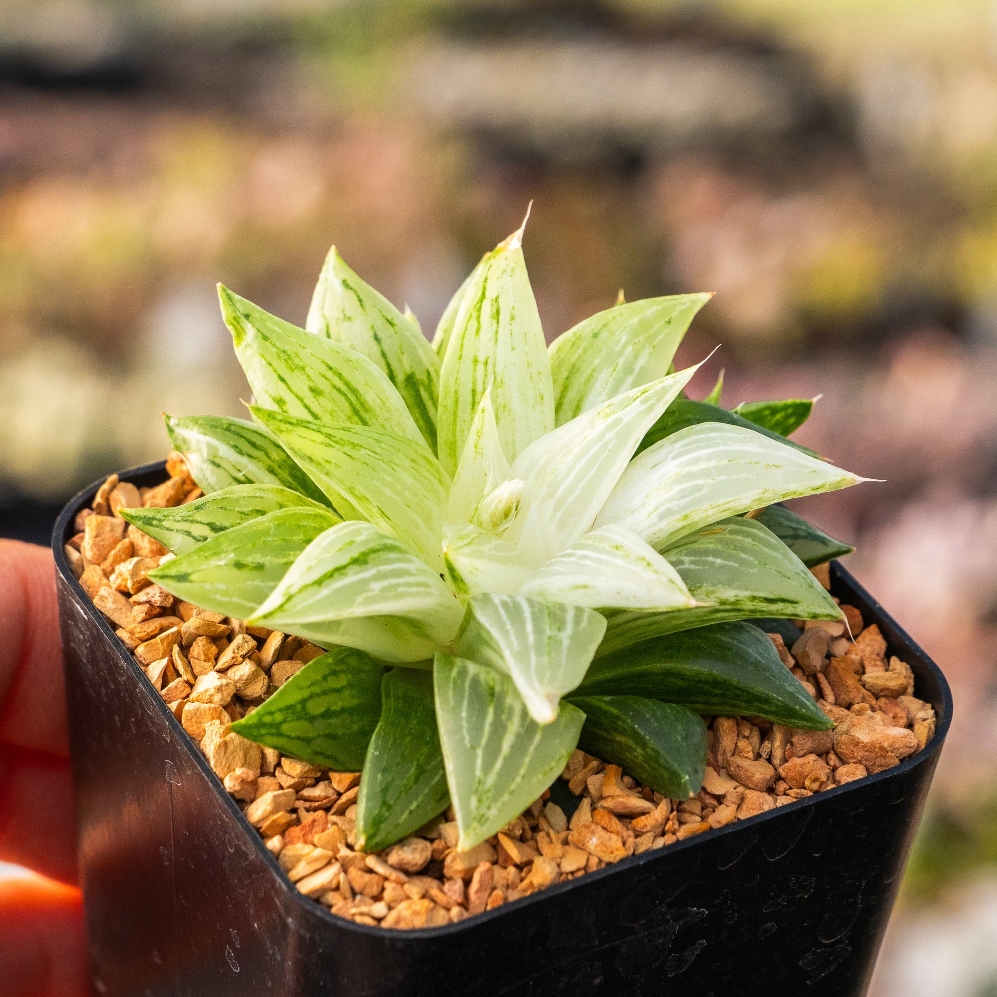 Haworthia 'Ice Kurozato' variegated - Vivid Root