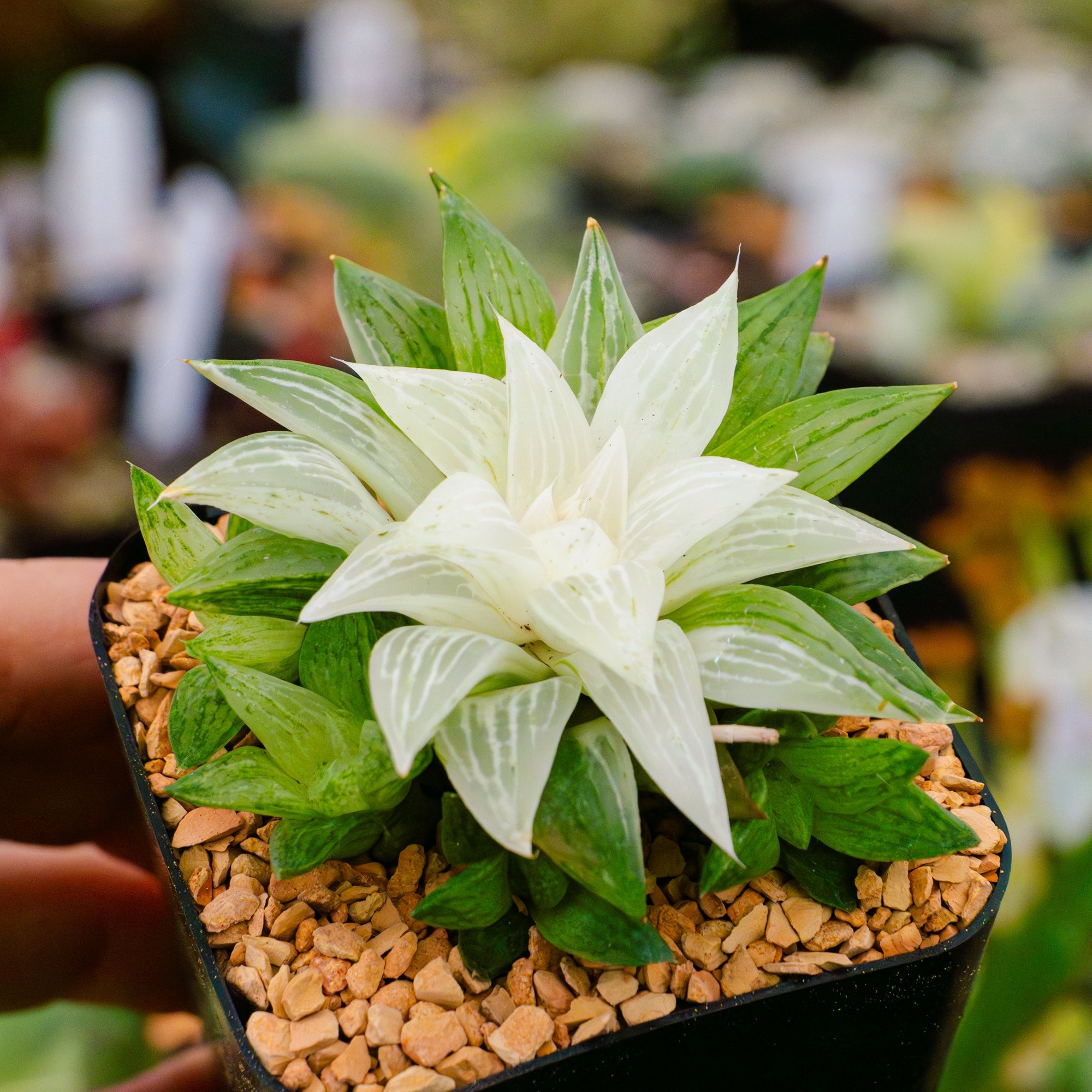 Haworthia 'Ice Kurozato' variegated - Vivid Root