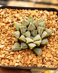 Haworthia magnifica 'Love Life' - Vivid Root