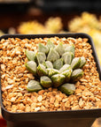 Haworthia magnifica 'Love Life' - Vivid Root