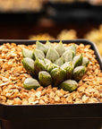 Haworthia magnifica 'Love Life' - Vivid Root