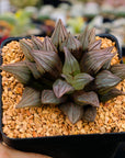 Haworthia magnifica v.atrofusca mutant - Vivid Root