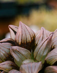 Haworthia magnifica v.atrofusca mutant - Vivid Root
