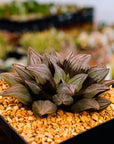 Haworthia magnifica v.atrofusca mutant - Vivid Root