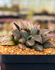 Haworthia magnifica v.atrofusca mutant - Vivid Root
