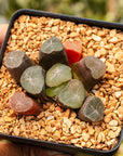 Haworthia maughanii 'Exploding Star' - Vivid Root
