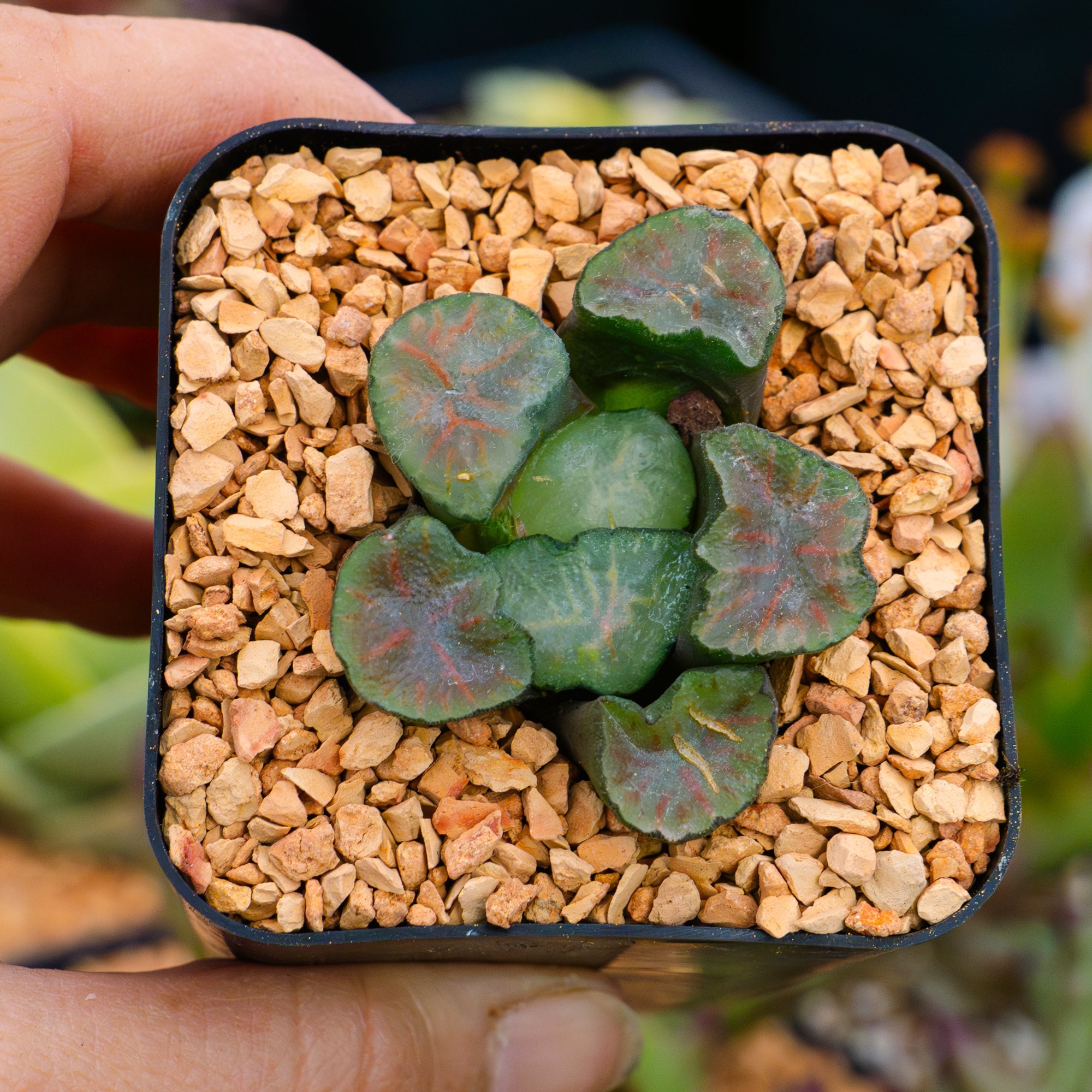 Haworthia maughanii okagami 'red strip' - Vivid Root