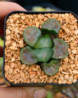 Haworthia maughanii okagami 'red strip' - Vivid Root