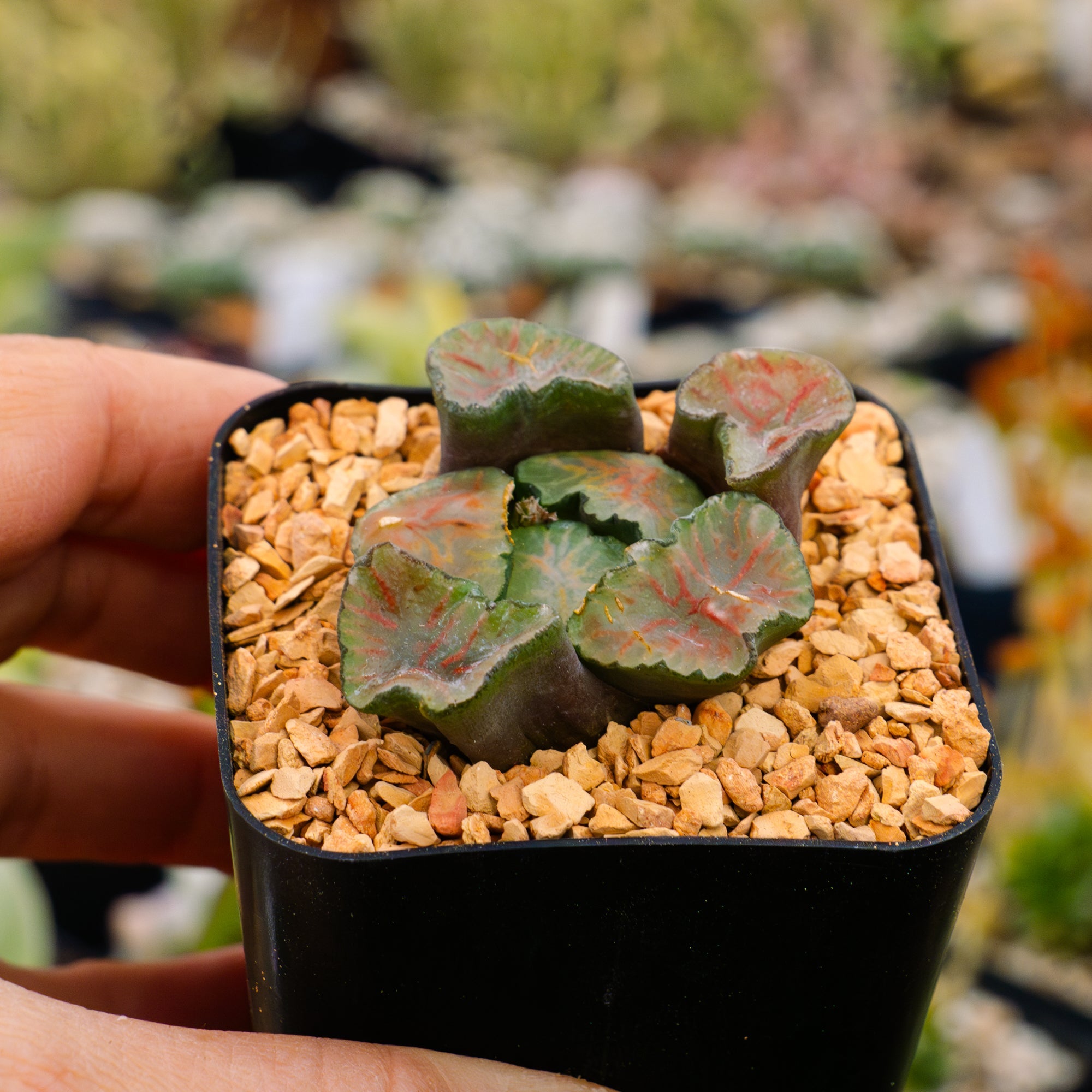 Haworthia maughanii okagami 'red strip' - Vivid Root