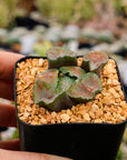 Haworthia maughanii okagami 'red strip' - Vivid Root