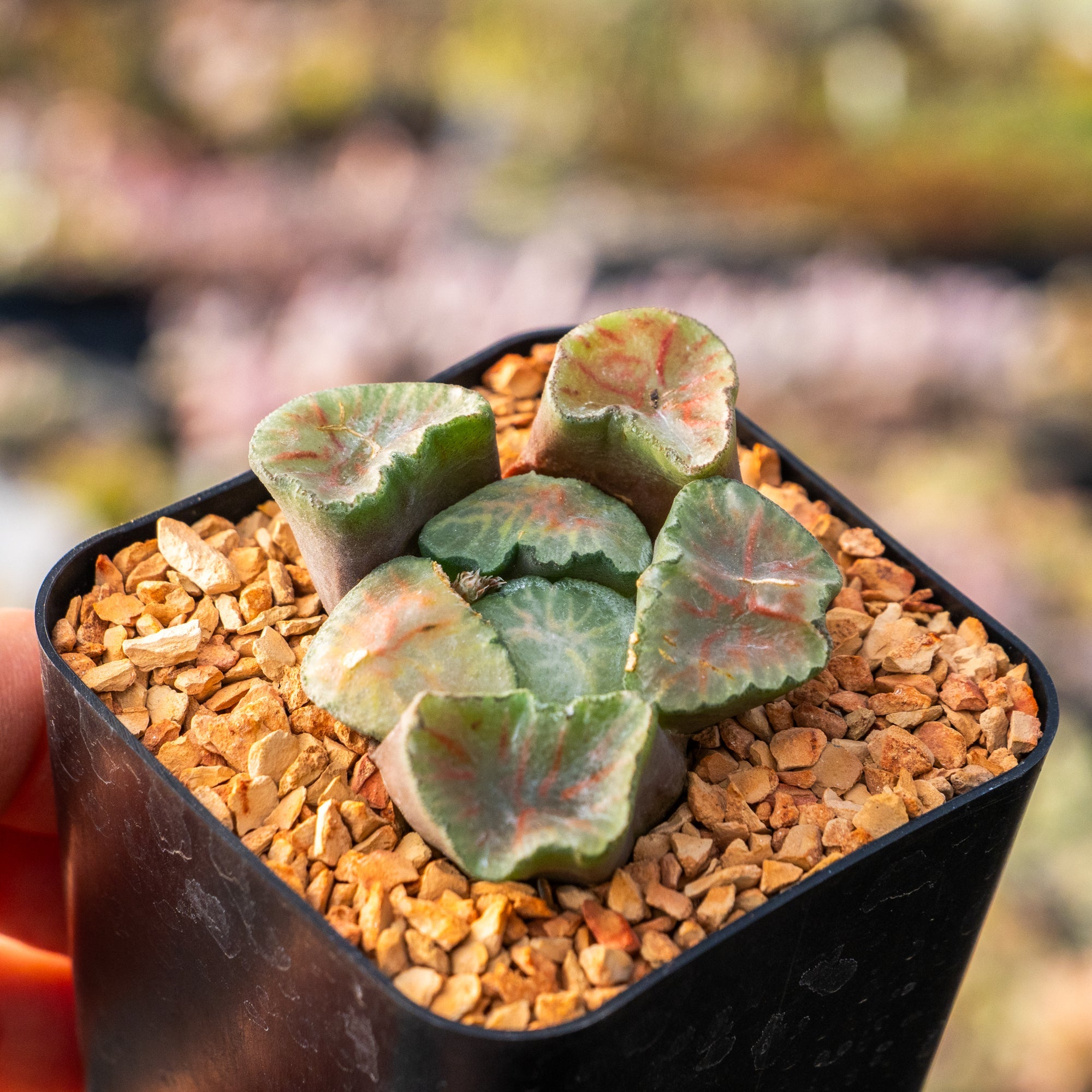 Haworthia maughanii okagami 'red strip' - Vivid Root