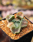 Haworthia maughanii okagami 'red strip' - Vivid Root
