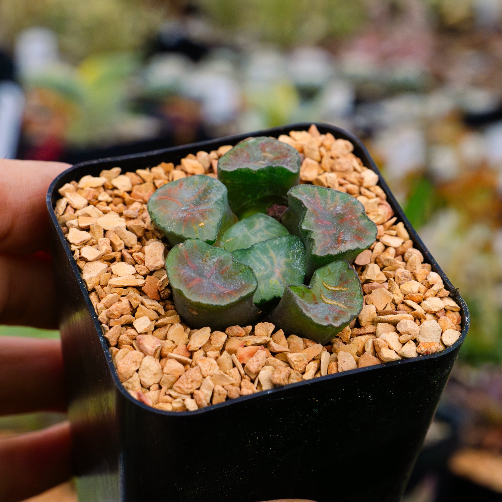 Haworthia maughanii okagami 'red strip' - Vivid Root