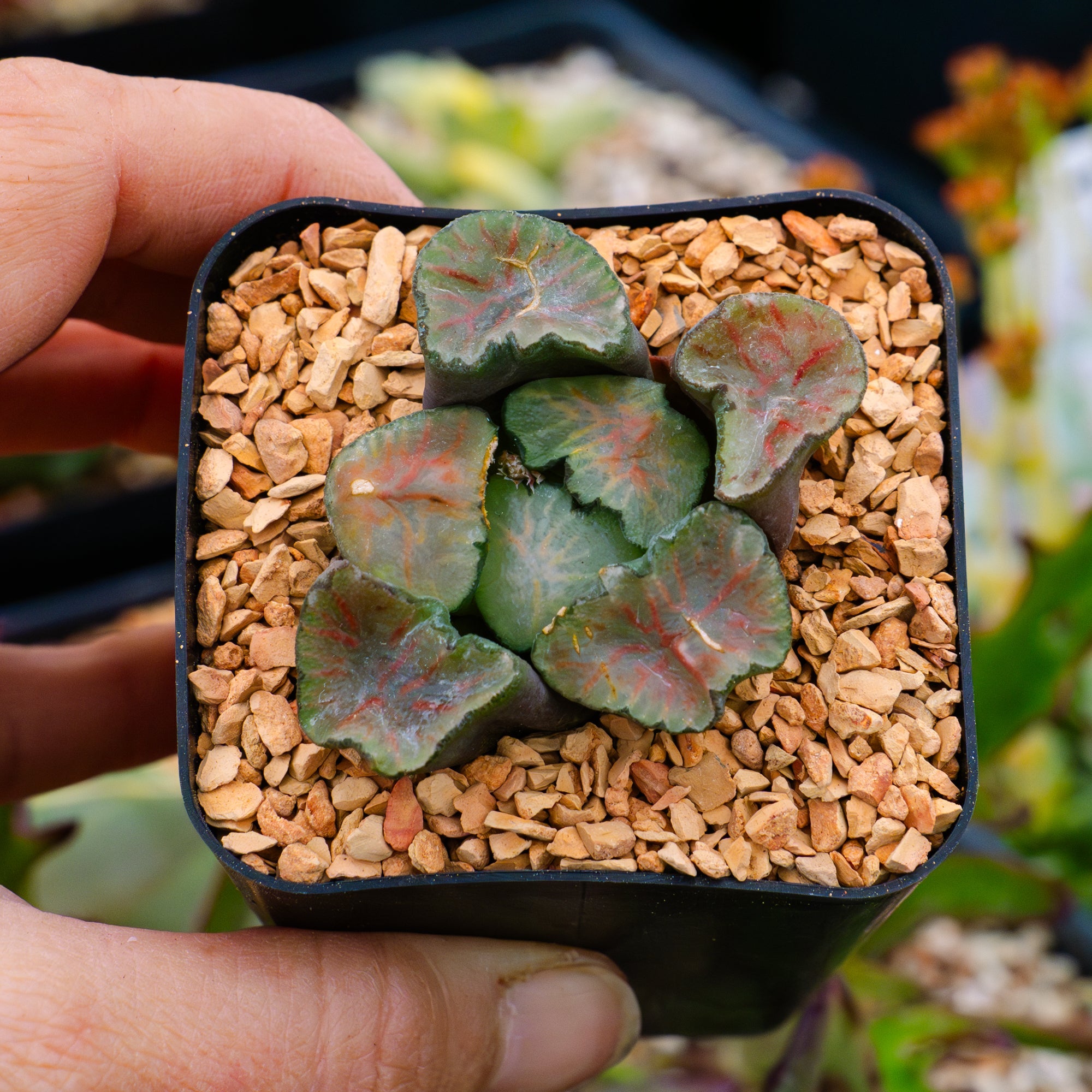 Haworthia maughanii okagami 'red strip' - Vivid Root
