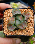 Haworthia maughanii okagami 'red strip' - Vivid Root