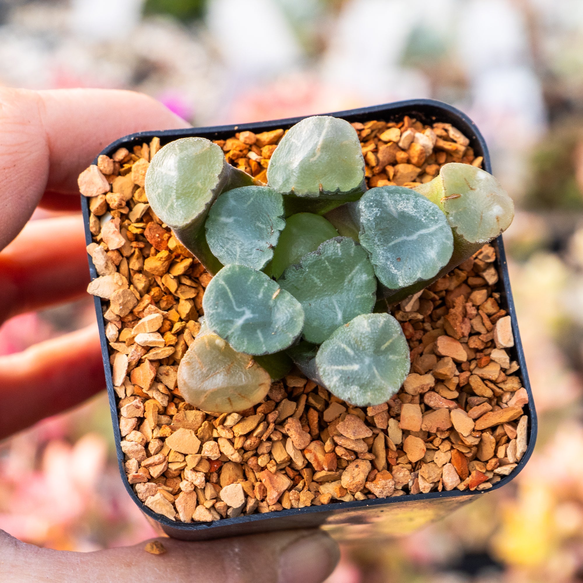 Haworthia maughanni 'Shinkiro' - Vivid Root