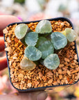 Haworthia maughanni 'Shinkiro' - Vivid Root