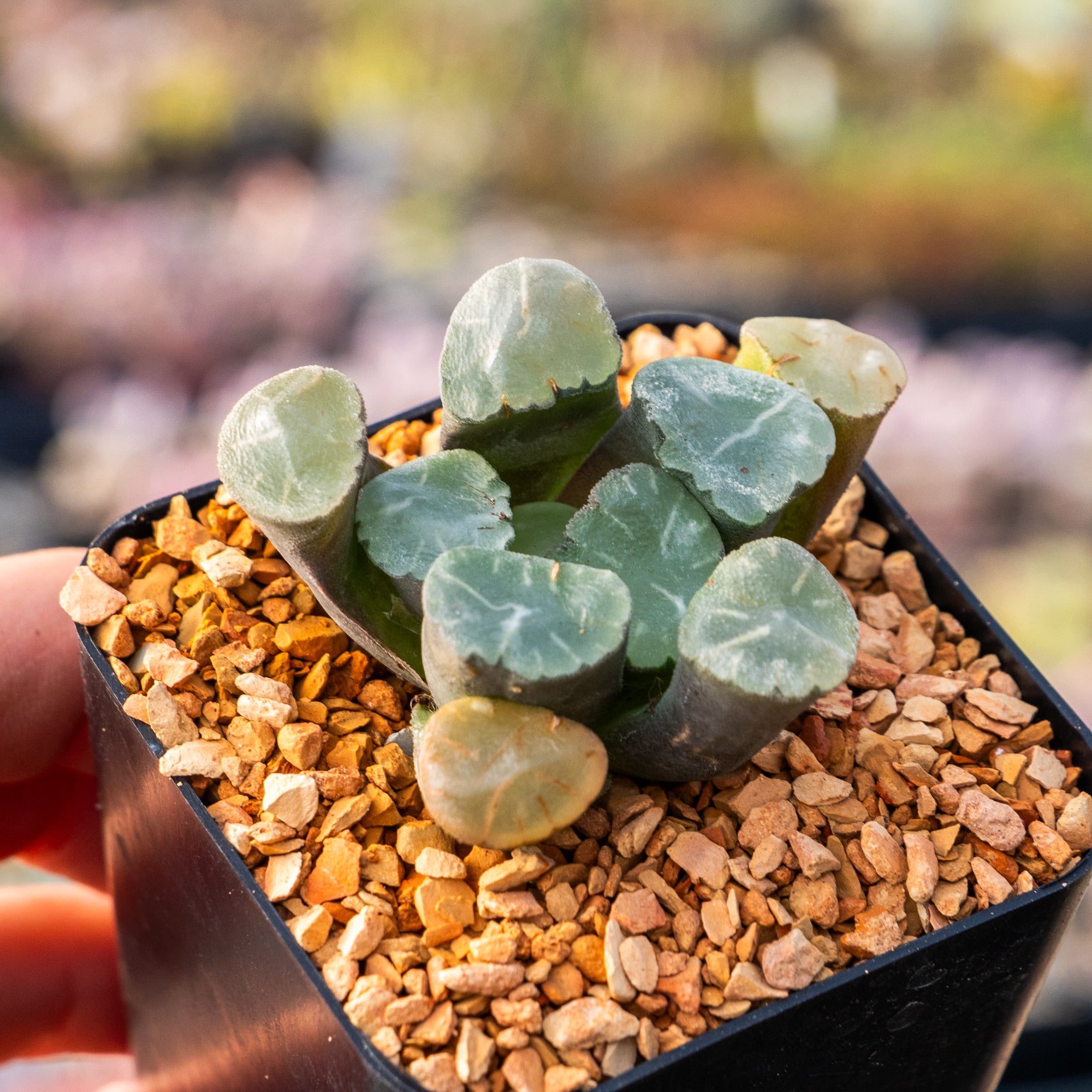 Haworthia maughanni 'Shinkiro' - Vivid Root