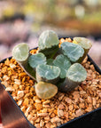 Haworthia maughanni 'Shinkiro' - Vivid Root