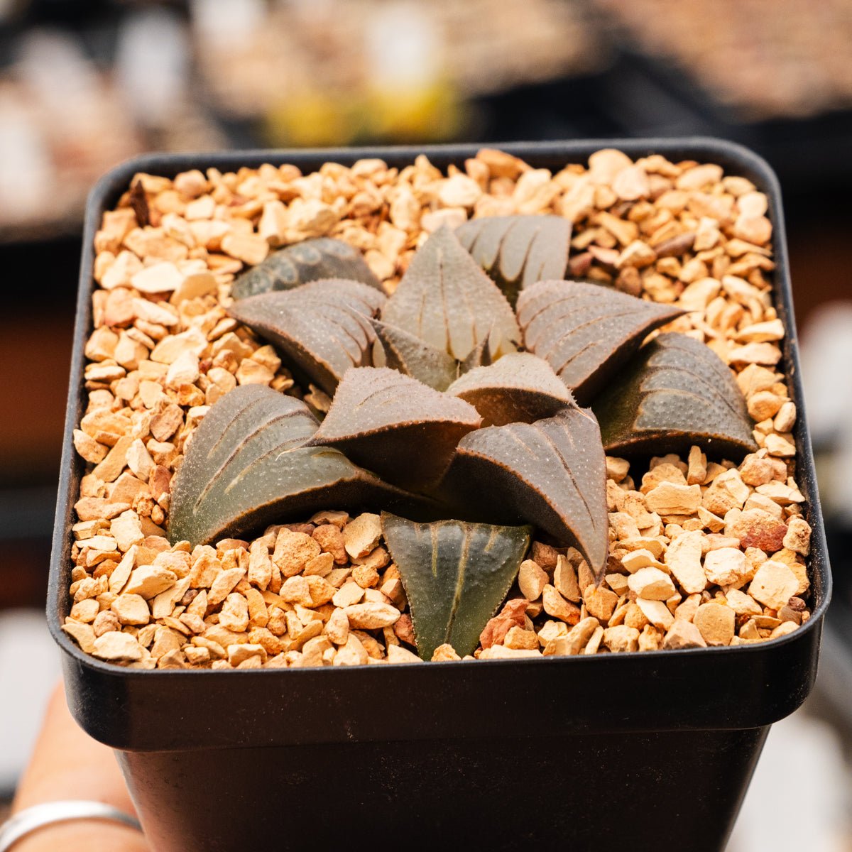 Haworthia mirabilis var. badia - Vivid Root
