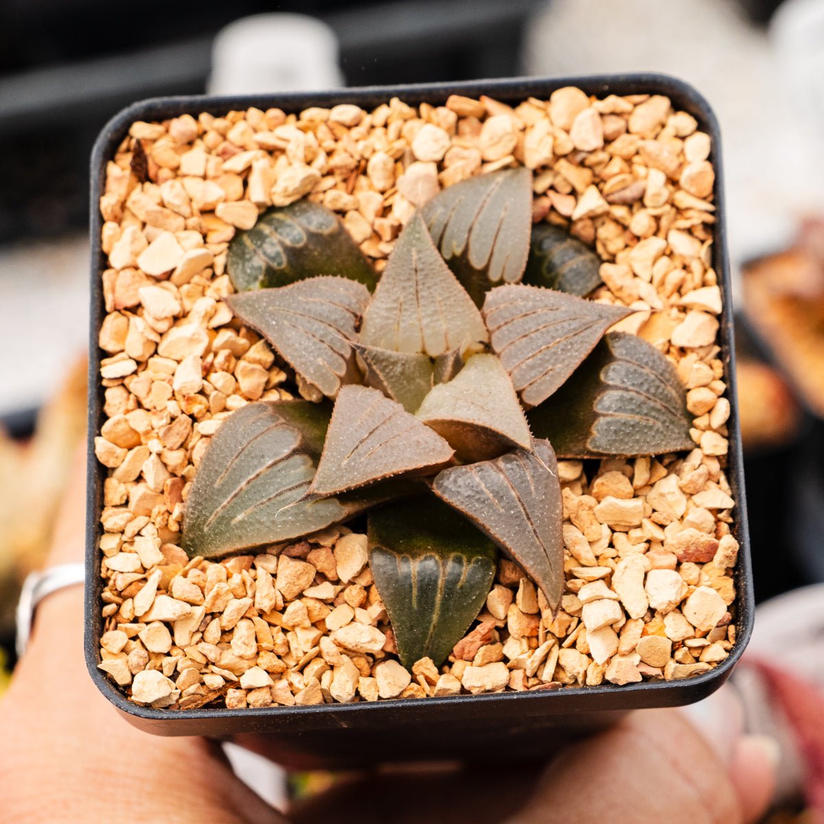 Haworthia mirabilis var. badia - Vivid Root