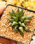 Haworthia mirabilis var. paradoxa - Vivid Root