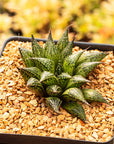 Haworthia mirabilis var. paradoxa - Vivid Root