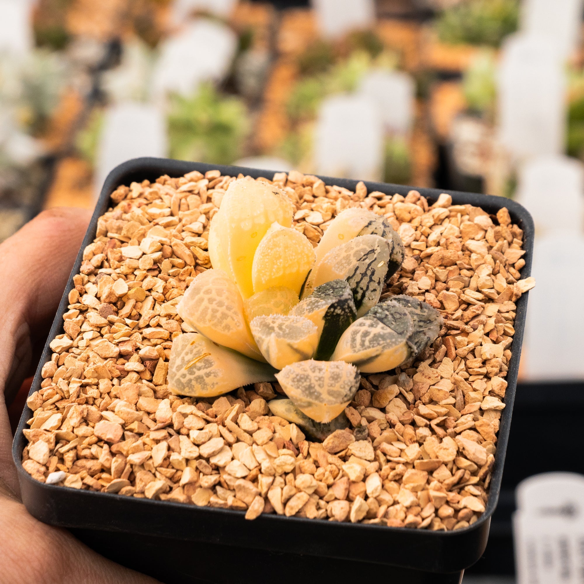 Haworthia 'Mordor' variegated | One & Only | A - Vivid Root